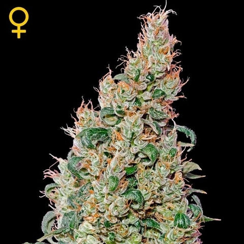 Green House Seeds - Green O Matic - The JuicyJoint