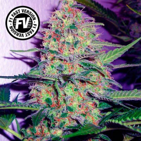 Sweet Seeds - Green Poison Fast