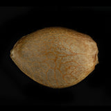 Humboldt Seeds x Sherbinskis - L.A. Gelato