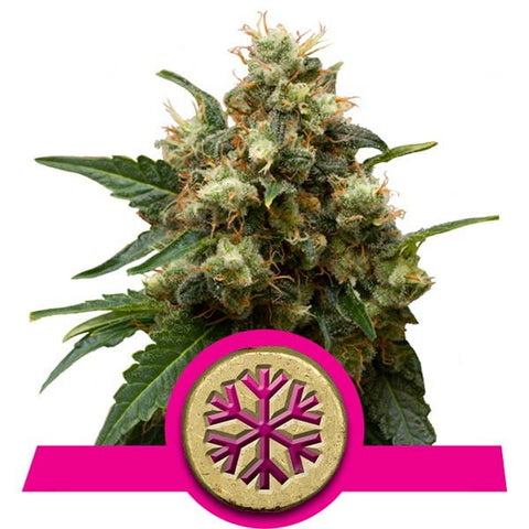 Royal Queen Seeds - Ice - The JuicyJoint