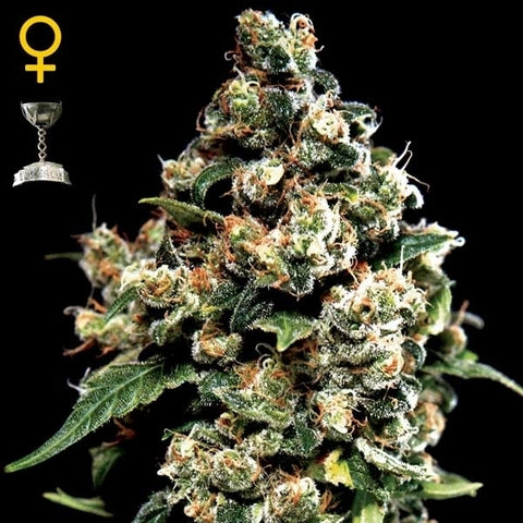Green House Seeds - Jack Herer Auto - The JuicyJoint