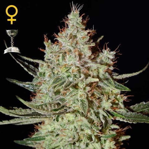 Green House Seeds - K-train - The JuicyJoint