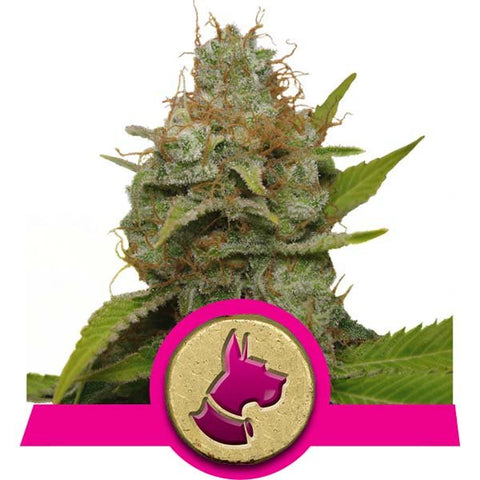 Royal Queen Seeds - Kali Dog - The JuicyJoint