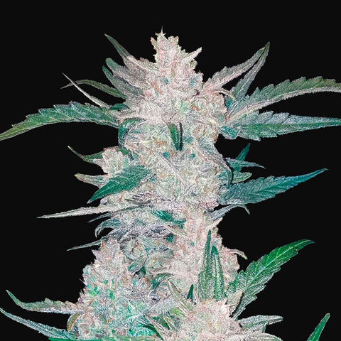 Fast Buds - Mexican Airlines