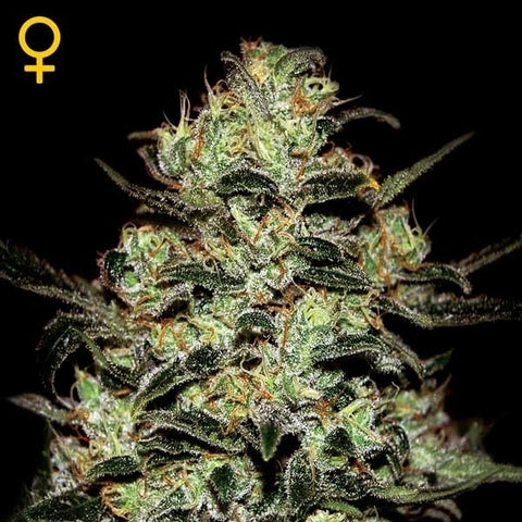 Green House Seeds - Moby Dick - The JuicyJoint
