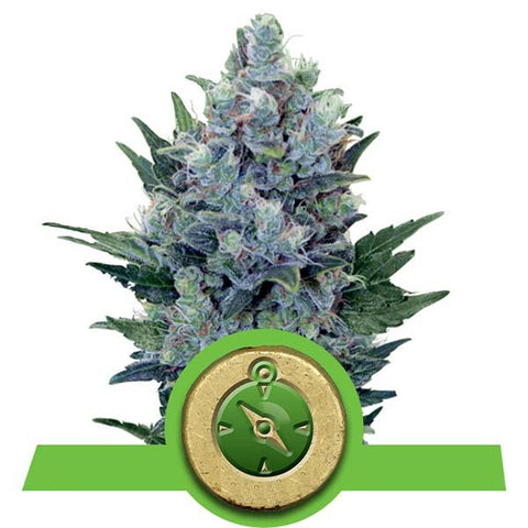 Royal Queen Seeds - Northern Lights Automatic - The JuicyJoint