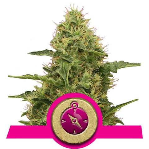 Royal Queen Seeds - Northern lights - The JuicyJoint