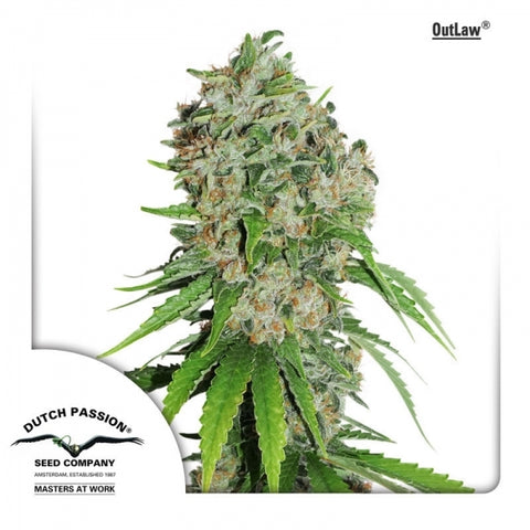 Dutch Passion - Outlaw Amnesia - The JuicyJoint