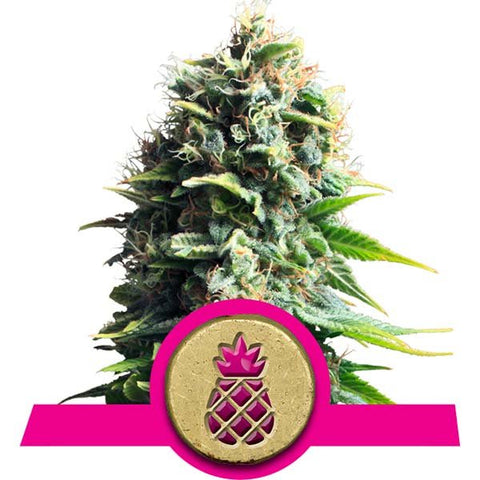 Royal Queen Seeds - Pineapple Kush - The JuicyJoint