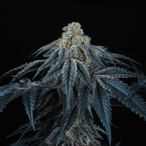 Perfect Tree - Puff Mints + 3 x Free Tropicozz Seeds