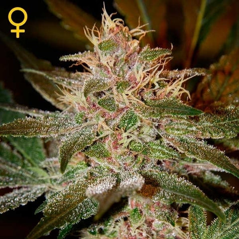 Green House Seeds - Pure Kush - The JuicyJoint