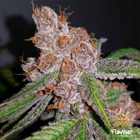 Flavour Chasers Seeds - Purple Urkle