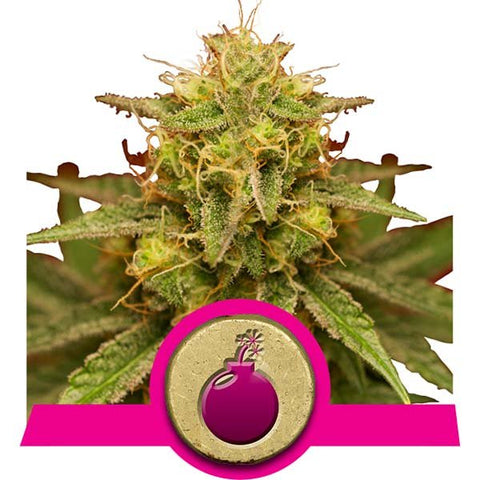 Royal Queen Seeds - Royal Domina - The JuicyJoint