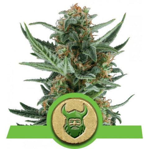 Royal Queen Seeds - Royal Dwarf - The JuicyJoint