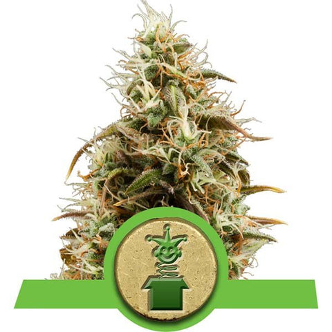 Royal Queen Seeds - Royal Jack Automatic - The JuicyJoint