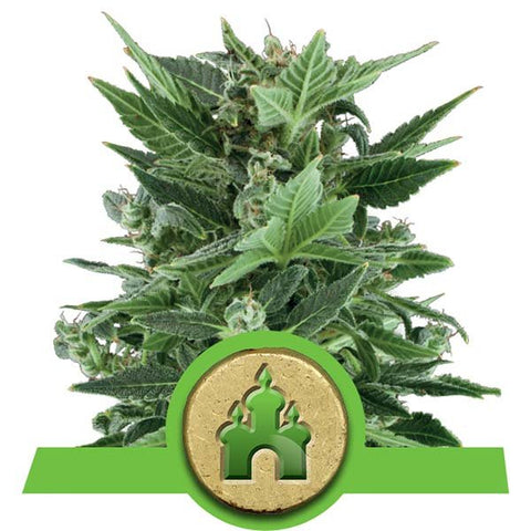 Royal Queen Seeds - Royal Kush Automatic - The JuicyJoint