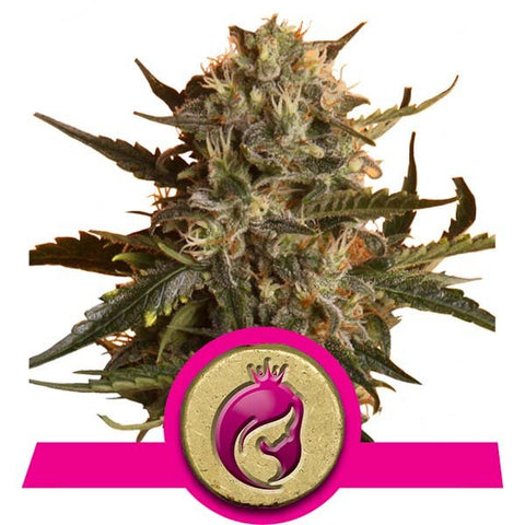 Royal Queen Seeds - Royal Madre - The JuicyJoint