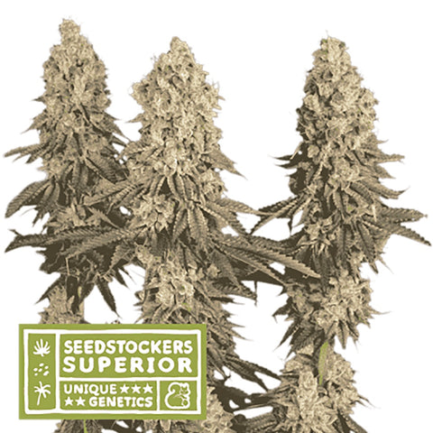 Seedstockers - Mack & Crack®