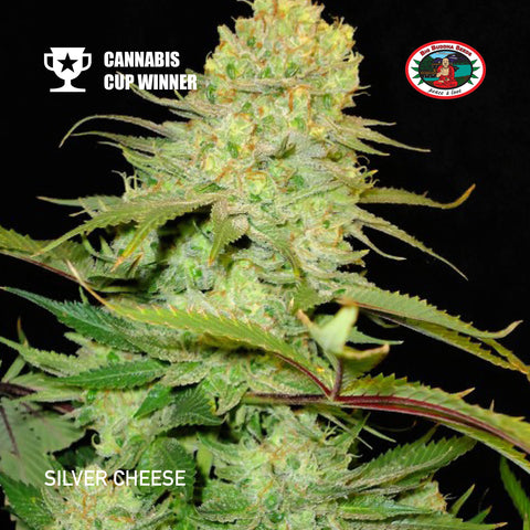 Big Buddha Seeds - Silver Cheese - The JuicyJoint