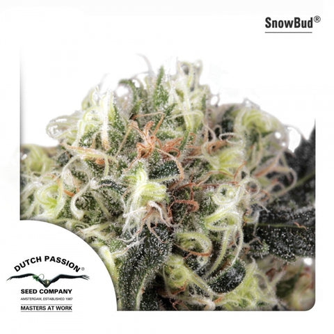 Dutch Passion - Snow Bud - The JuicyJoint