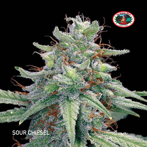 Big Buddha Seeds - Sour Chiesel - The JuicyJoint