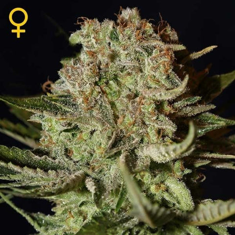 Green House Seeds - Super Bud - The JuicyJoint