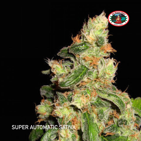 Big Buddha Seeds - Super Auto Sativa 5pk - The JuicyJoint
