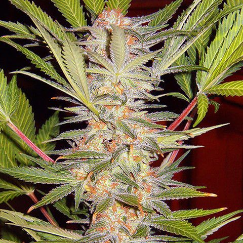 Sweet Seeds - S.A.D. (Sweet Afghani Delicious)