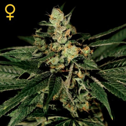 Green House Seeds - Trainwreck - The JuicyJoint