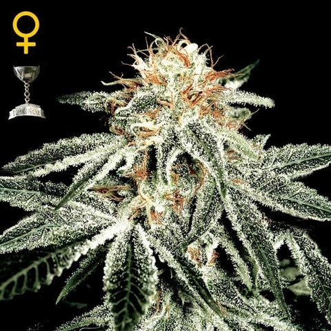 Green House Seeds - White Widow Auto - The JuicyJoint